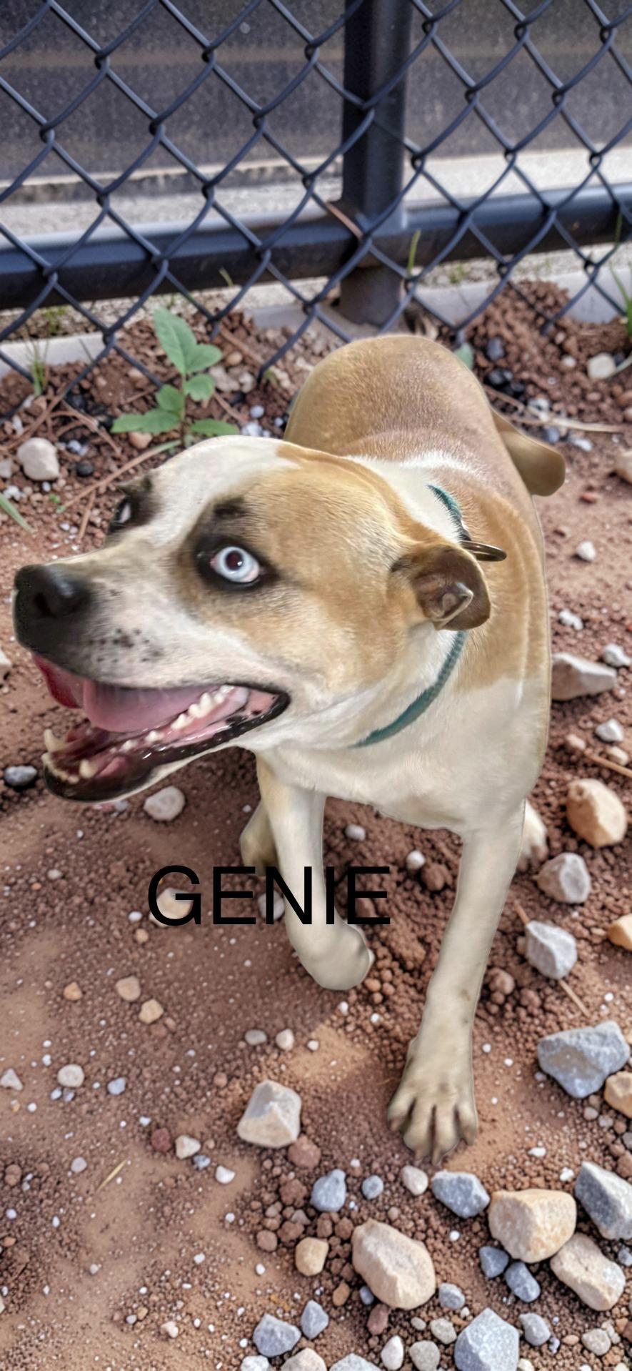 Enlarge Genie, a ADOPTABLE mixed breed in Zimmerman, MN image 3/6