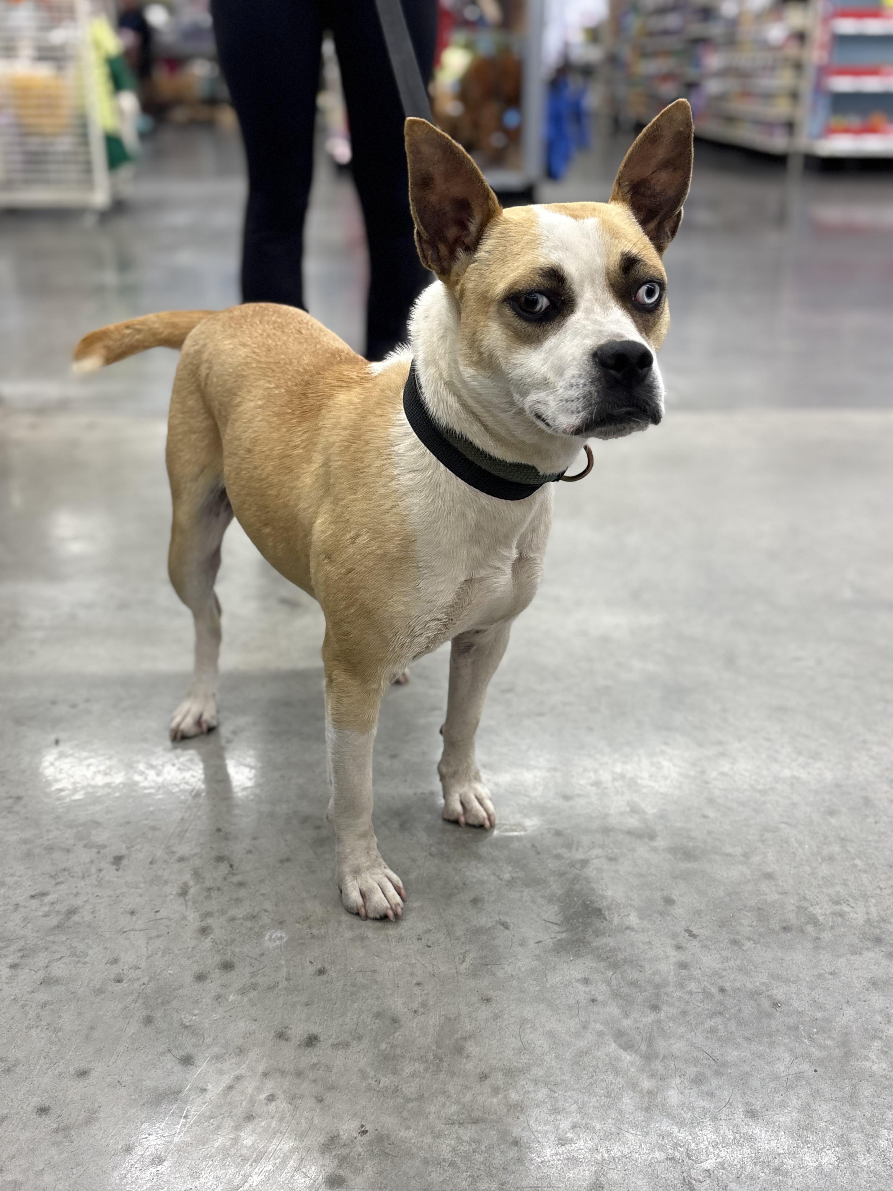 Enlarge Genie, a ADOPTABLE mixed breed in Zimmerman, MN image 4/6