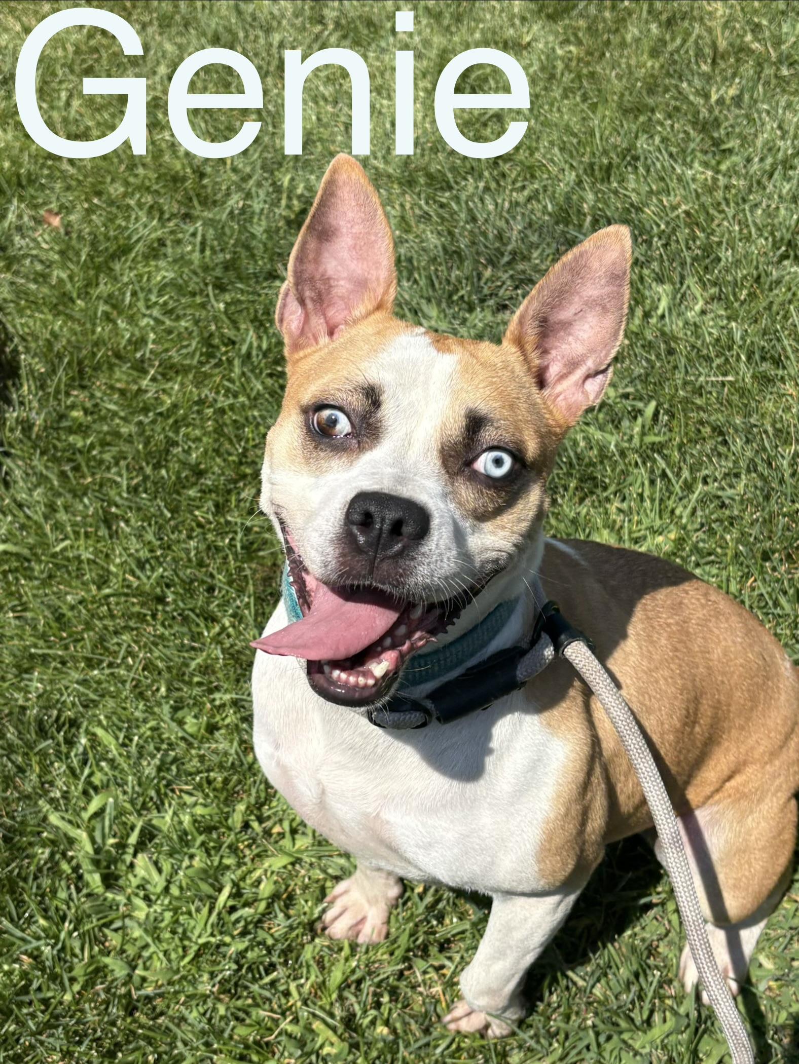 Genie, ADOPTABLE, Young Female Cattle Dog.