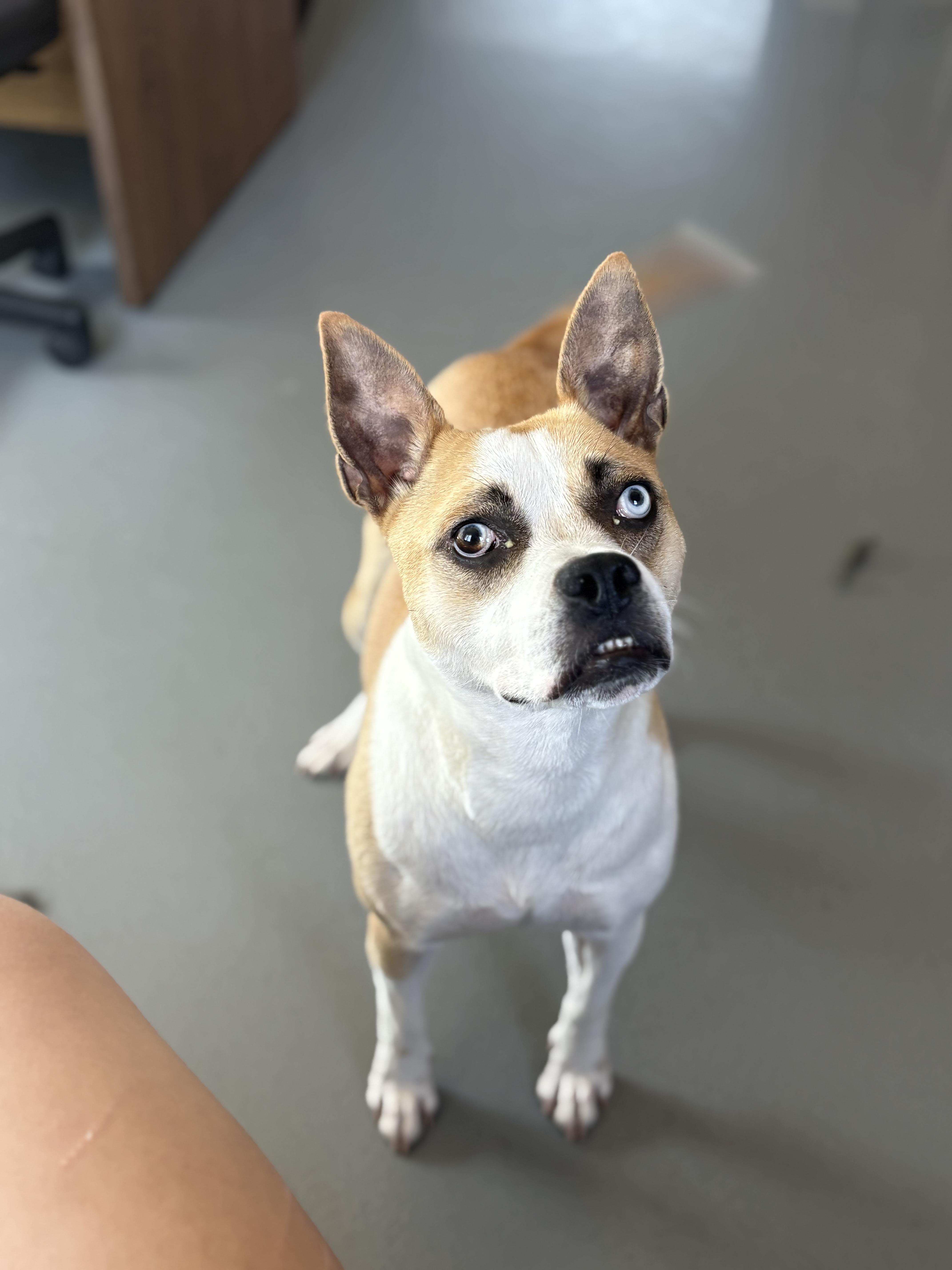 Enlarge Genie, a ADOPTABLE mixed breed in Zimmerman, MN image 6/6