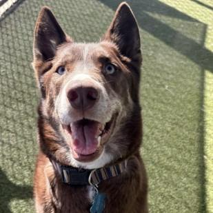 Artic (aka Artie) — thumbnail 4