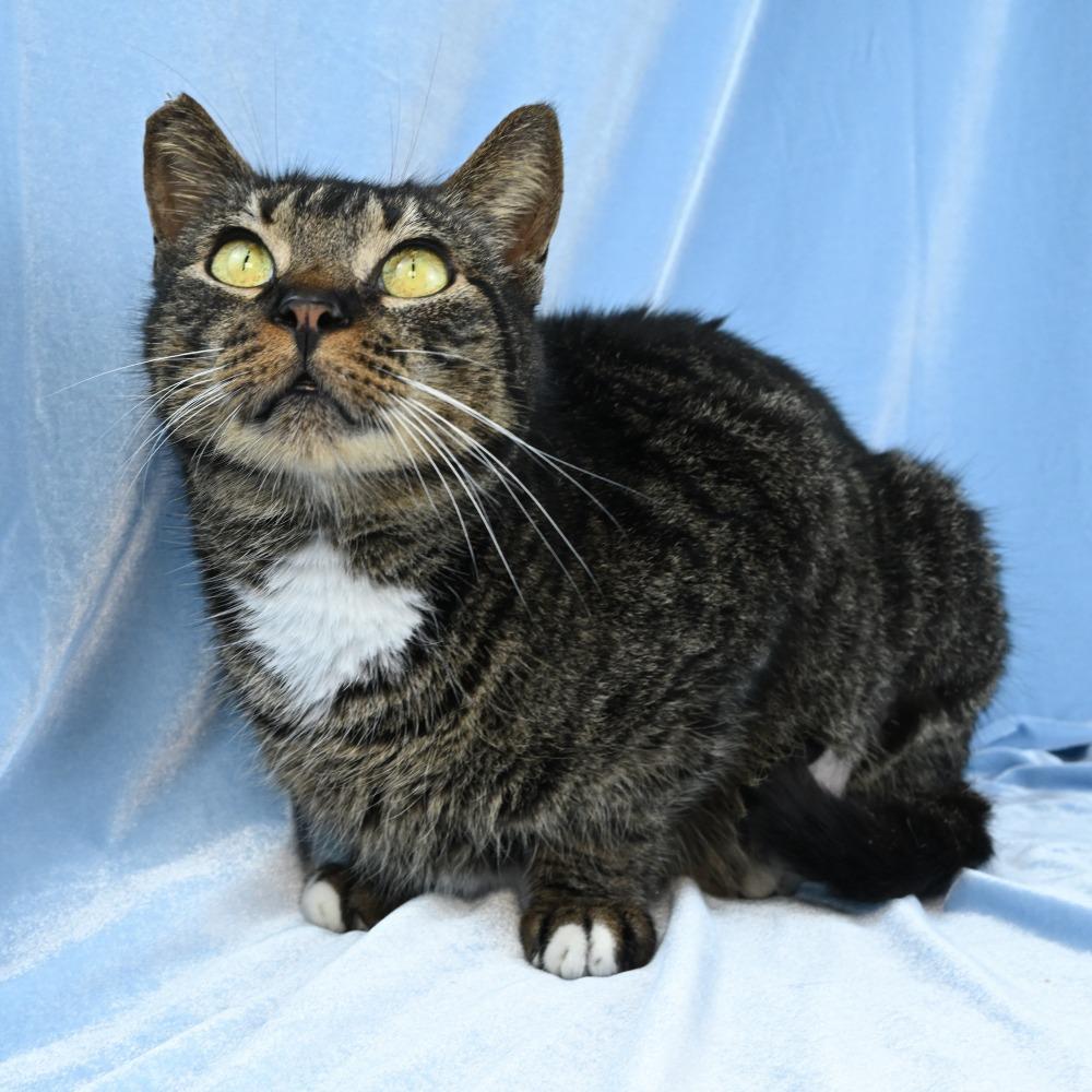 Enlarge Carl, a Adoptable Domestic Short Hair in Mobile, AL image 1/6