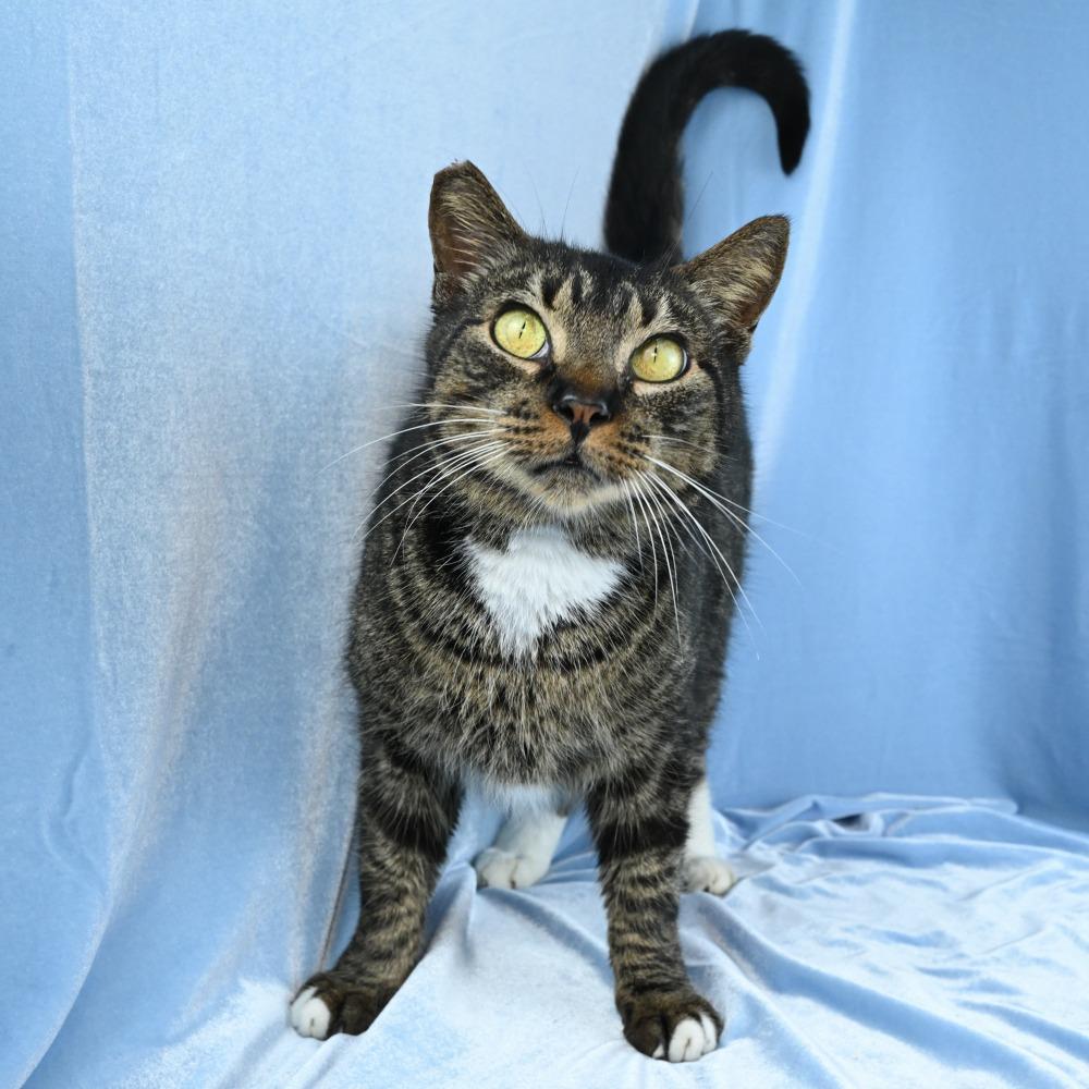 Enlarge Carl, a Adoptable Domestic Short Hair in Mobile, AL image 4/6