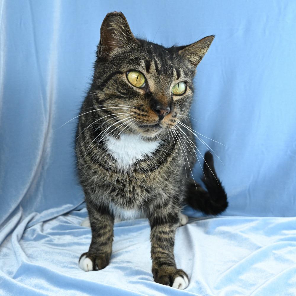 Enlarge Carl, a Adoptable Domestic Short Hair in Mobile, AL image 5/6