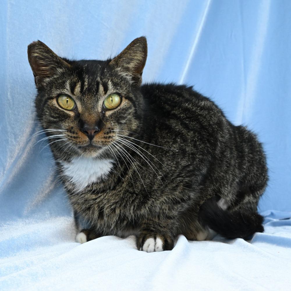 Enlarge Carl, a Adoptable Domestic Short Hair in Mobile, AL image 6/6