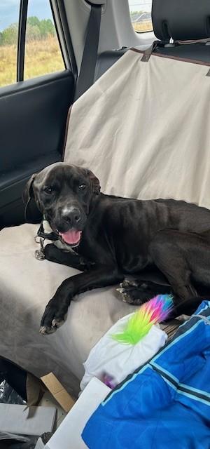 Enlarge MOSES, a Adoptable mixed breed in Newton, NC image 1/1