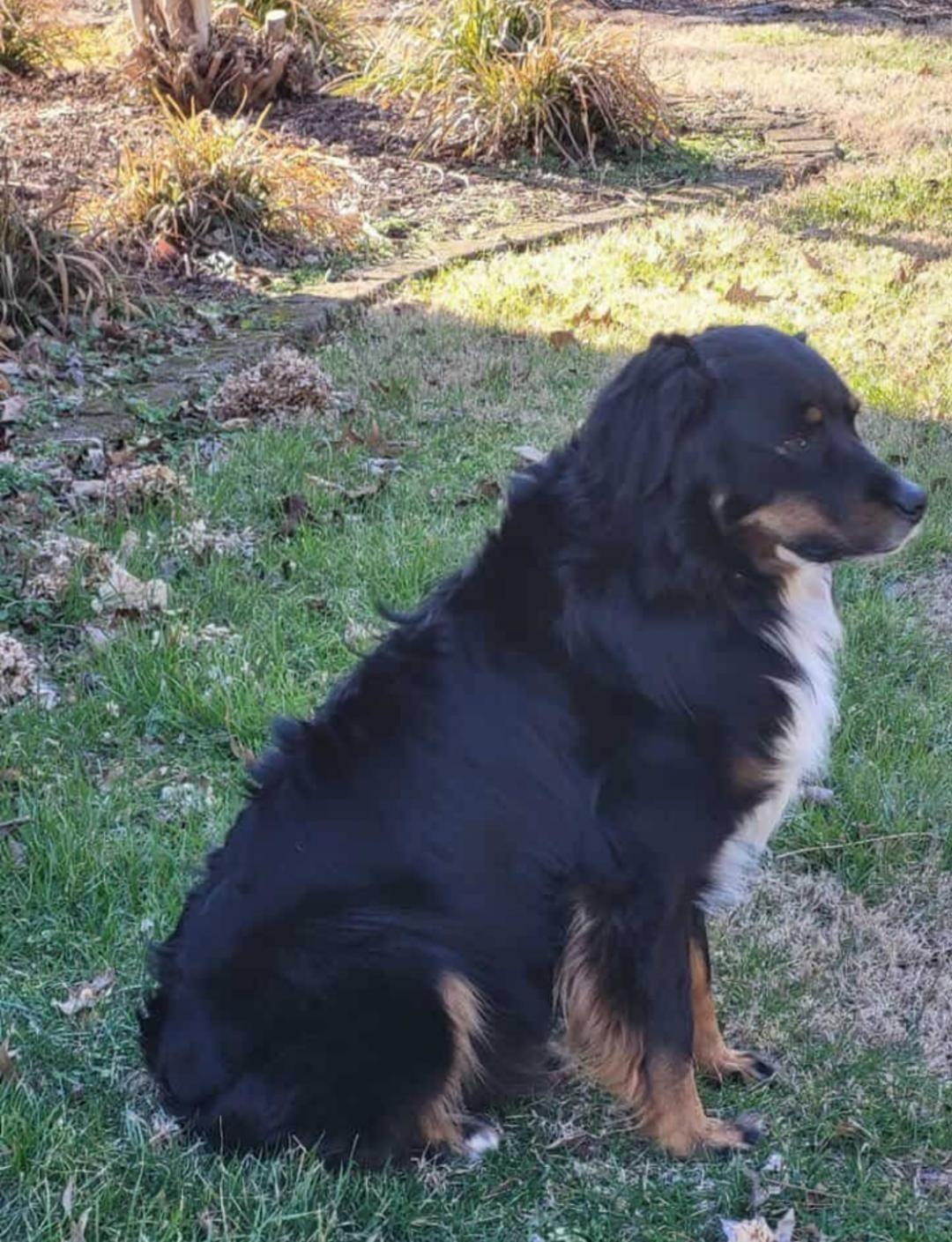 Gus, Adoptable, Adult Male Australian Shepherd.