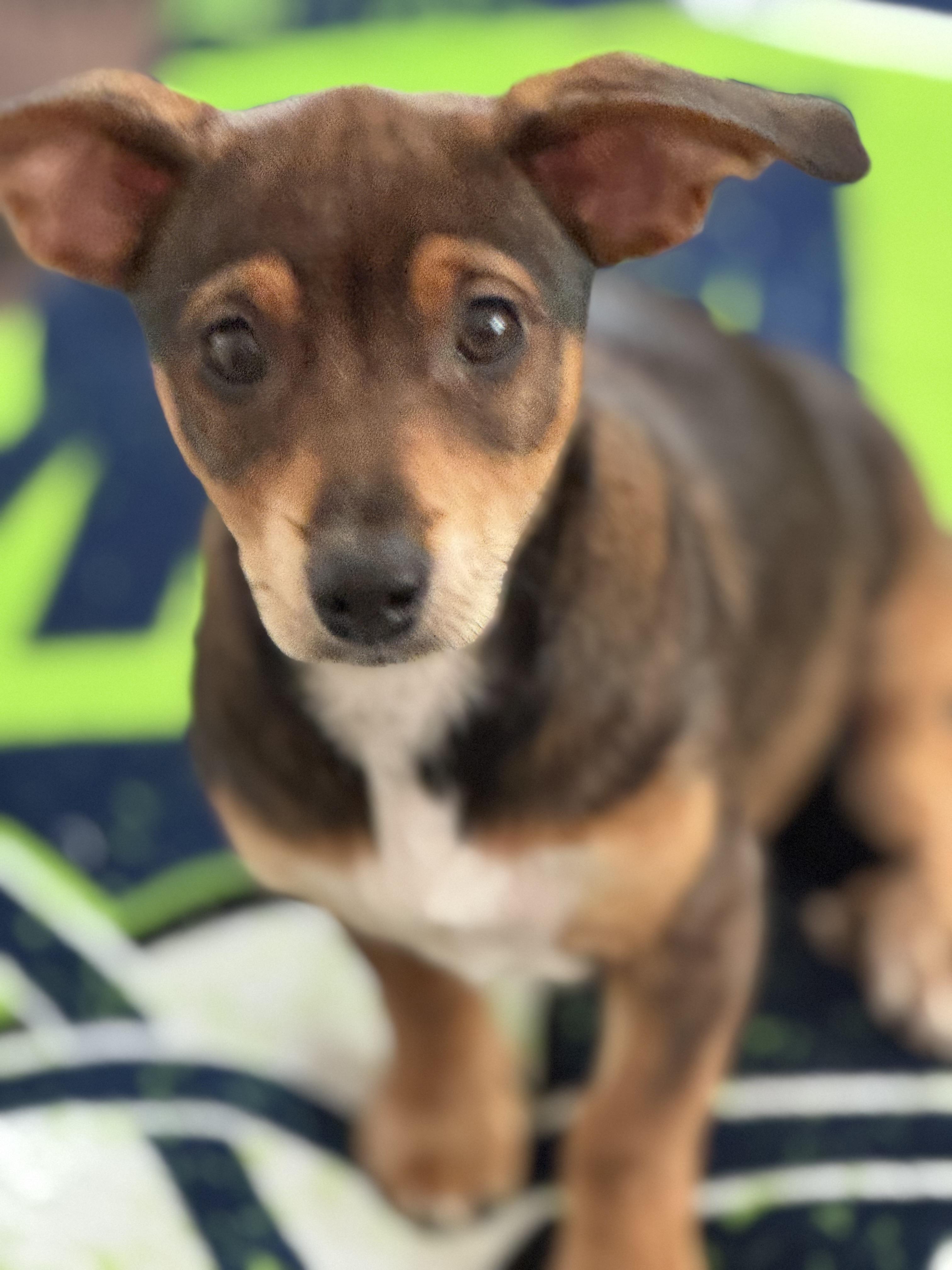 Mirabelle , an adopted mixed breed in Lacey, WA image 2/4