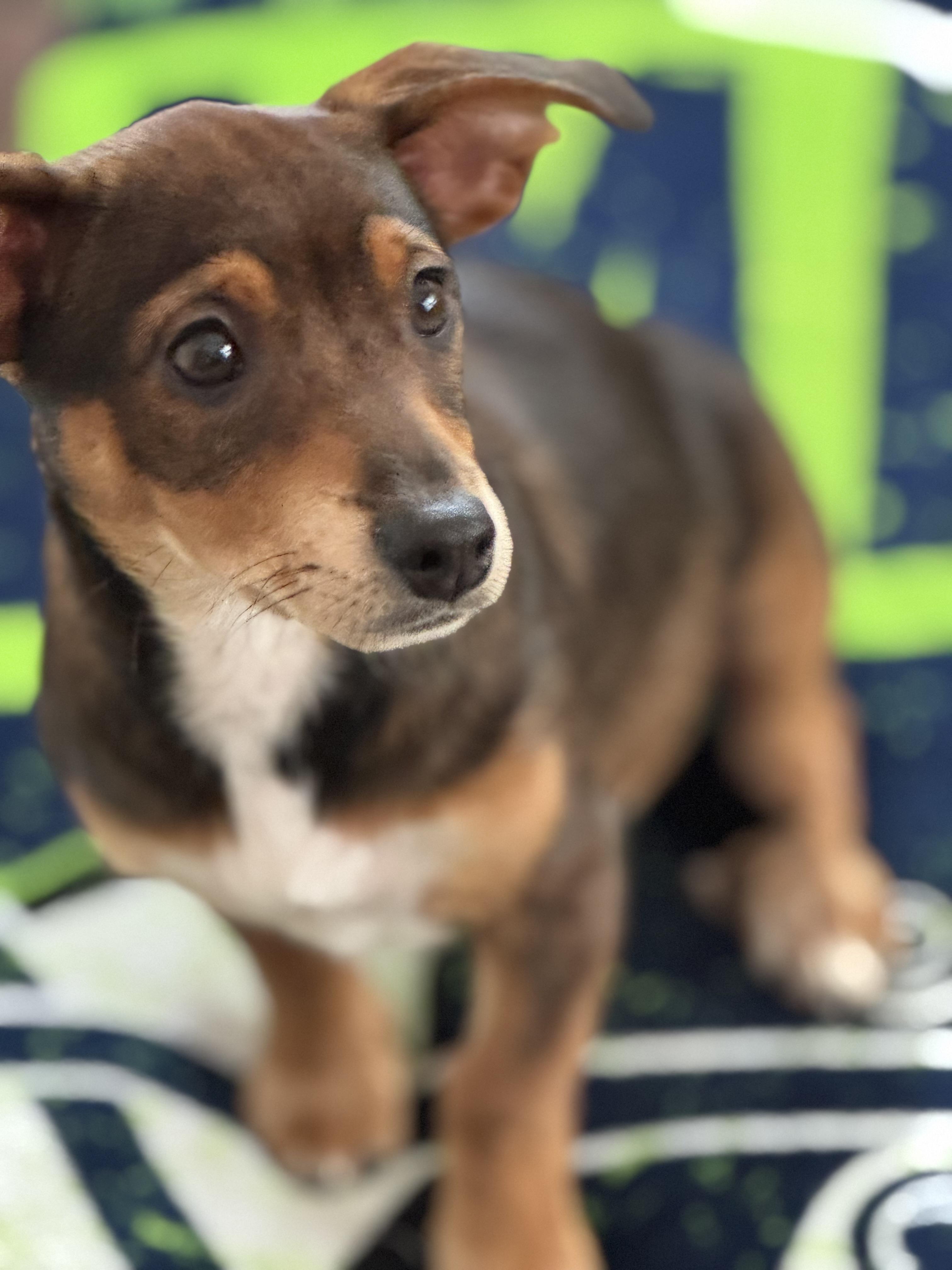 Mirabelle , an adopted mixed breed in Lacey, WA image 3/4