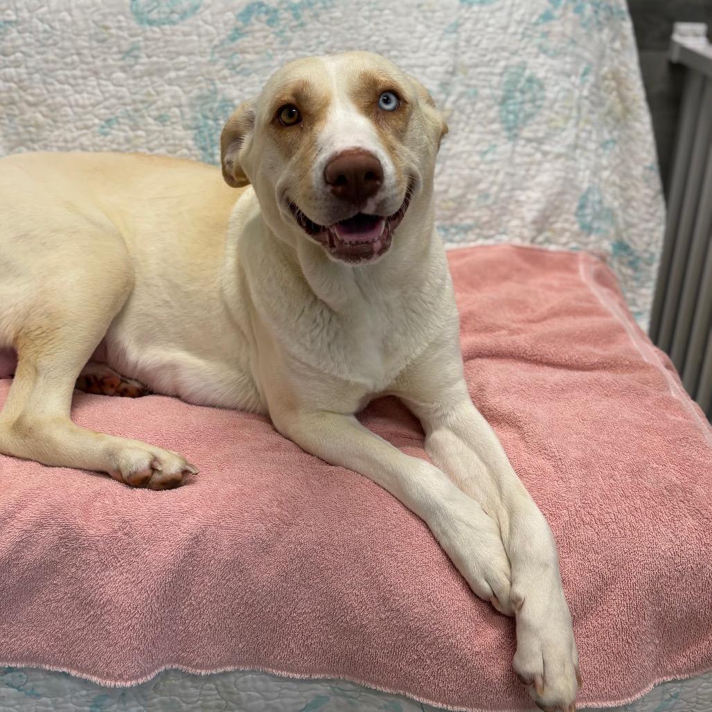 Enlarge BINDI, a Adoptable mixed breed in Wellington, FL image 1/6