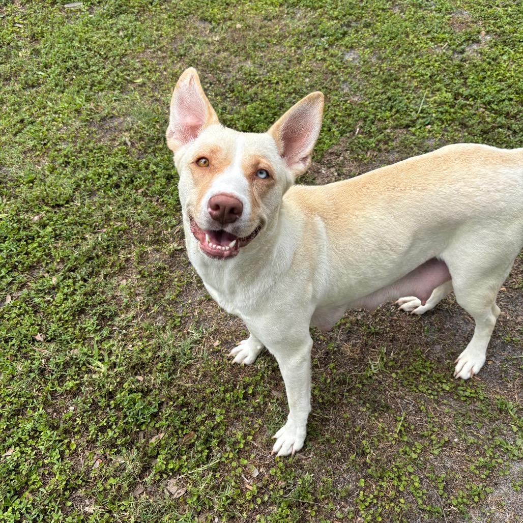 Enlarge BINDI, a Adoptable mixed breed in Wellington, FL image 1/6