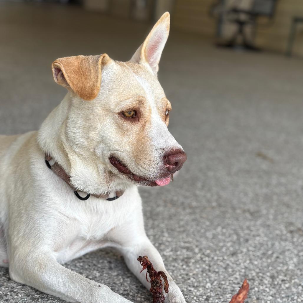 Enlarge BINDI, a Adoptable mixed breed in Wellington, FL image 2/6