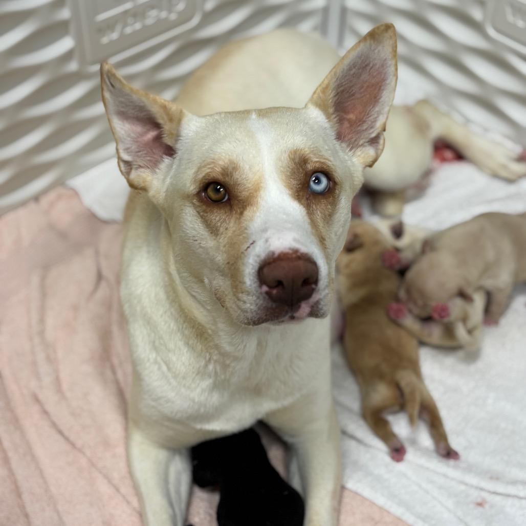 Enlarge BINDI, a Adoptable mixed breed in Wellington, FL image 2/6