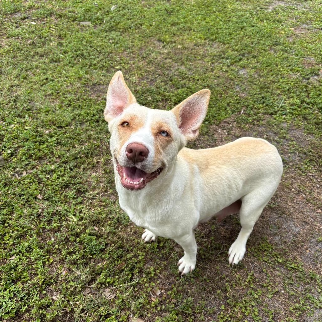 Enlarge BINDI, a Adoptable mixed breed in Wellington, FL image 3/6