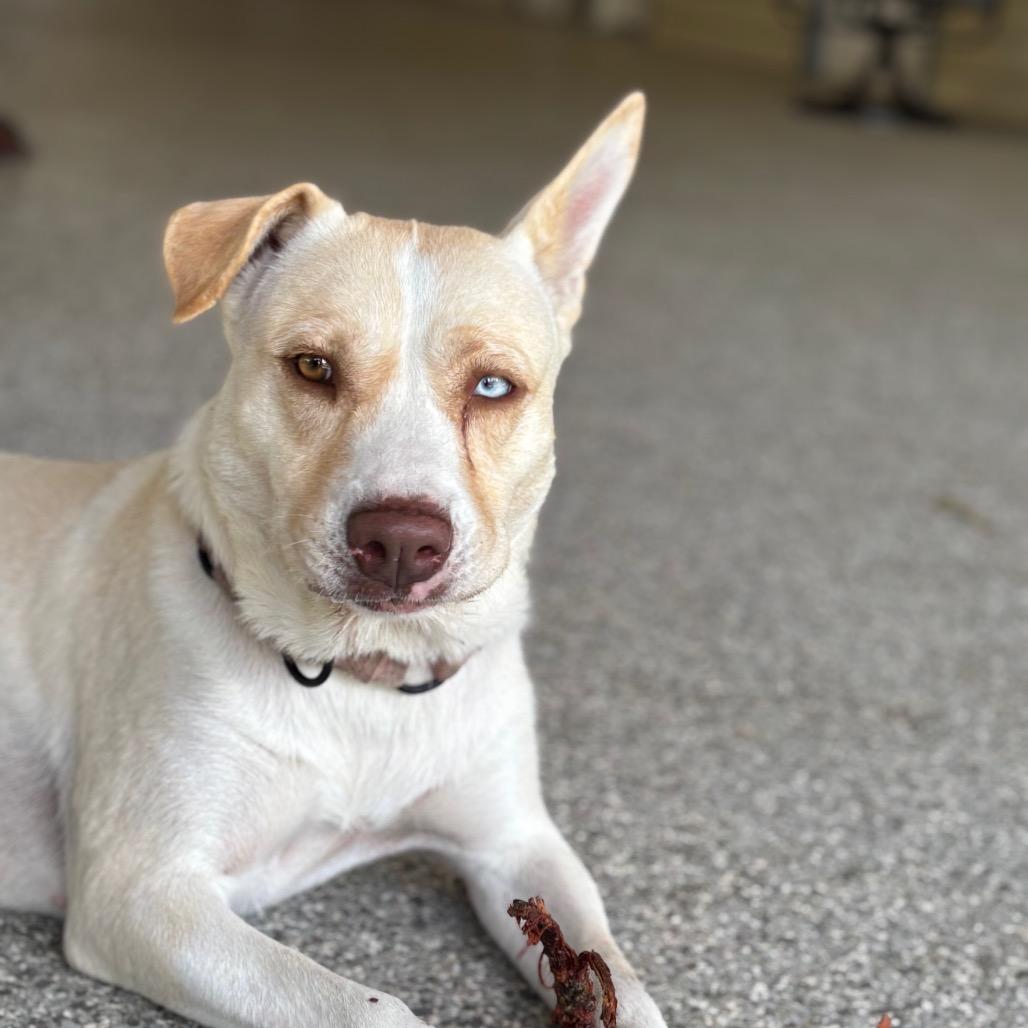 Enlarge BINDI, a Adoptable mixed breed in Wellington, FL image 5/6