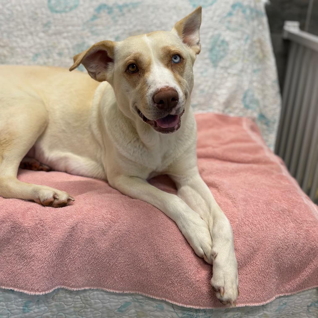Enlarge BINDI, a Adoptable mixed breed in Wellington, FL image 6/6