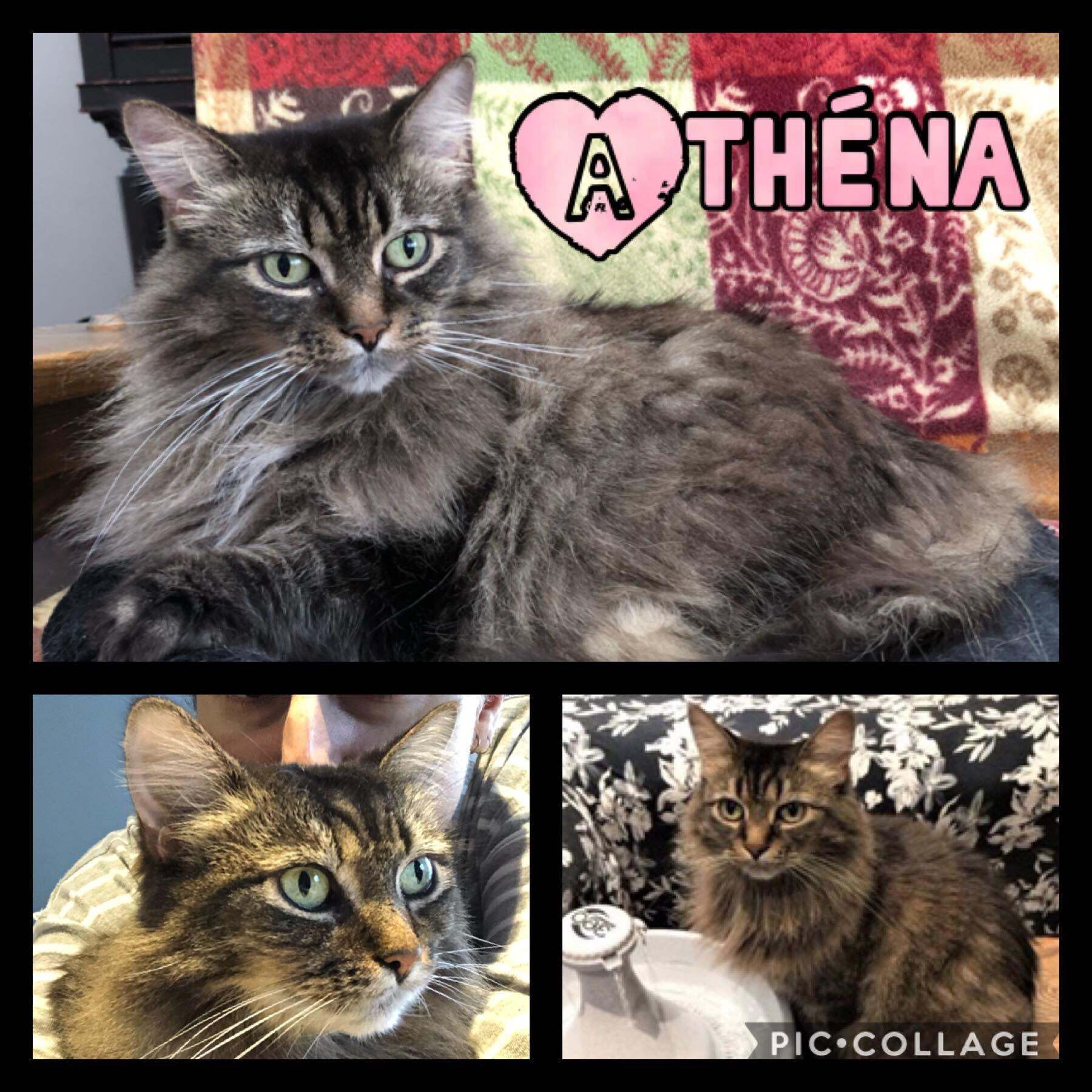 Athena, a Adoptable Domestic Long Hair in Beloeil, QC image 1/2