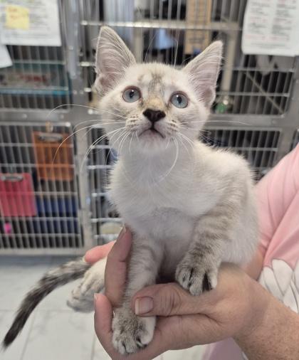 Stardust, Adoptable, Kitten Female Siamese & Domestic Short Hair.
