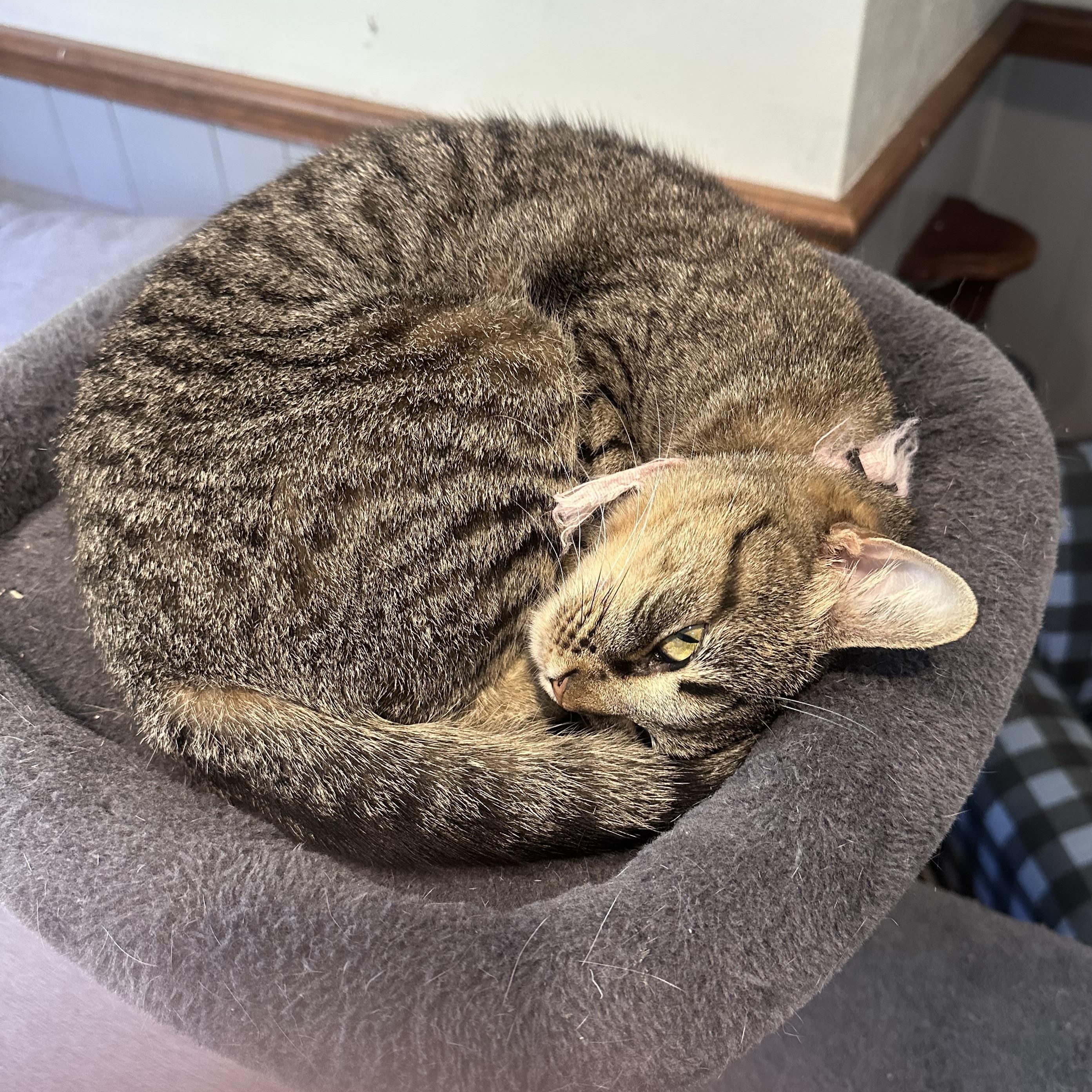 Enlarge Eliza, a Adoptable Tabby in Frostproof, FL image 3/4