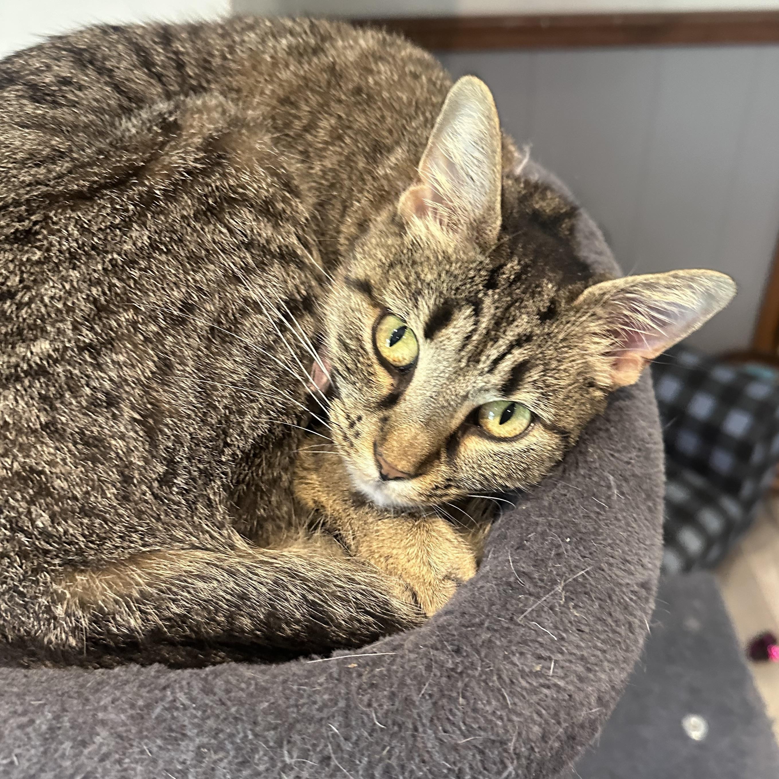 Enlarge Eliza, a Adoptable Tabby in Frostproof, FL image 1/4