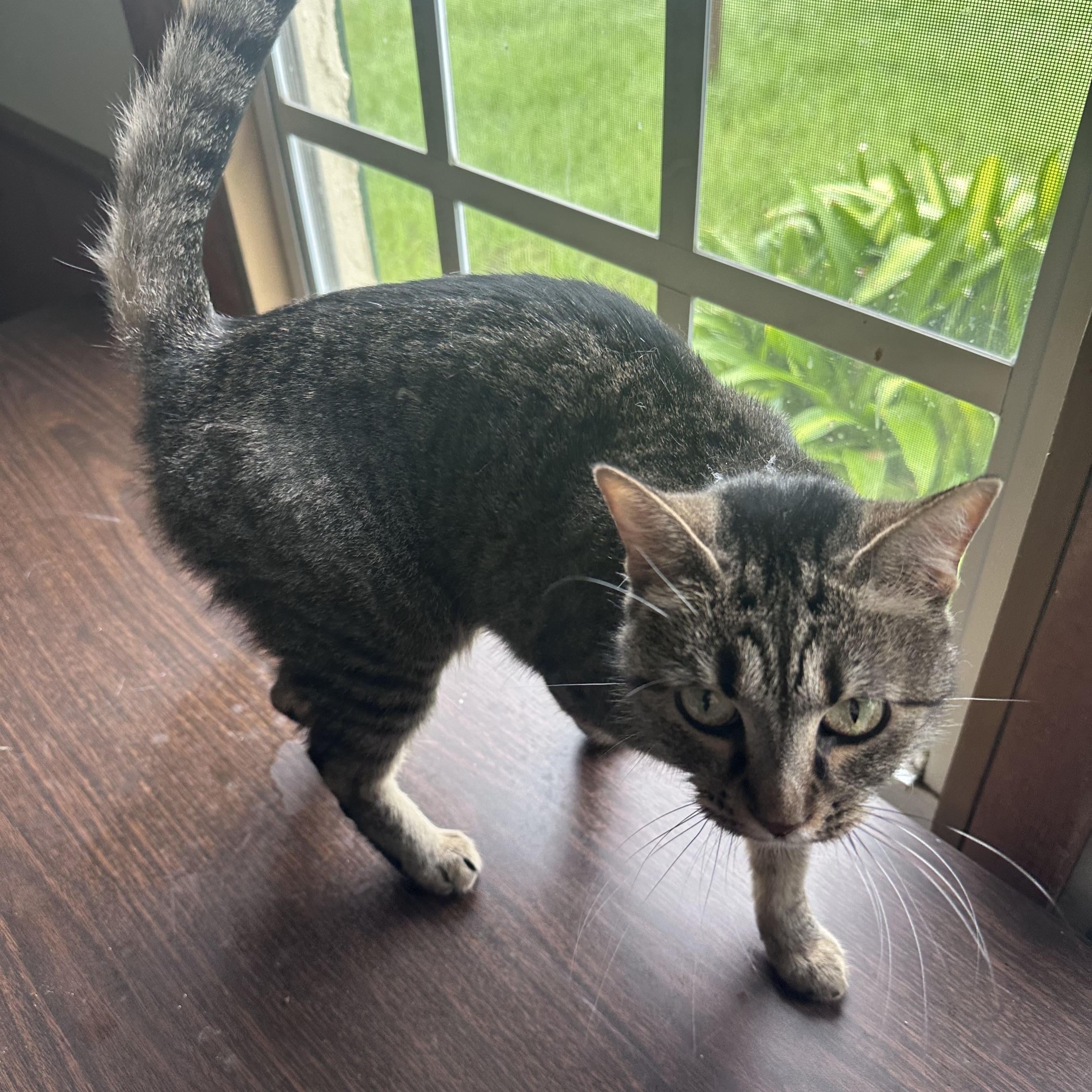 Enlarge Eliza, a Adoptable Tabby in Frostproof, FL image 4/4