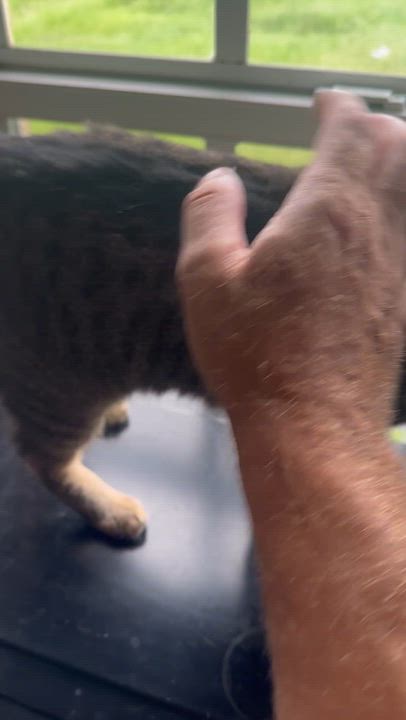 Enlarge Eliza, a Adoptable Tabby in Frostproof, FL video 2/4