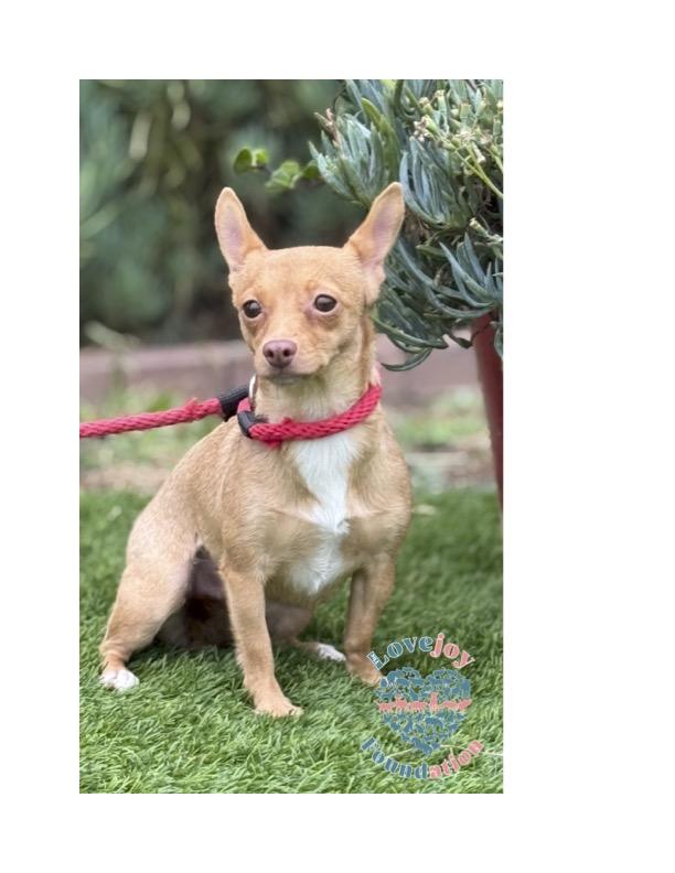 Catalina is a 4 year old spayed female Chihuahua Mix who was brought to Lovejoy by an owner who coul