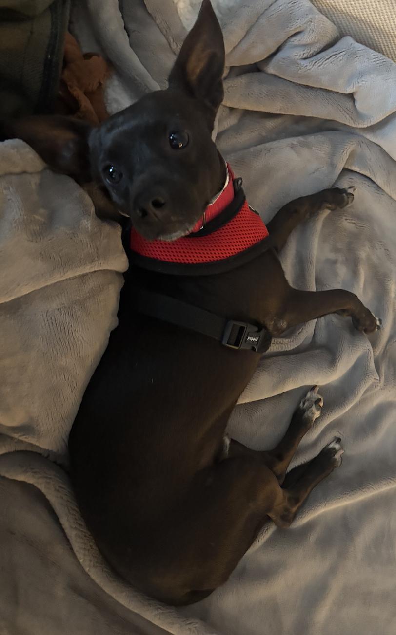 Enlarge Gabriel, a Adoptable mixed breed in Brooklyn, NY image 4/5