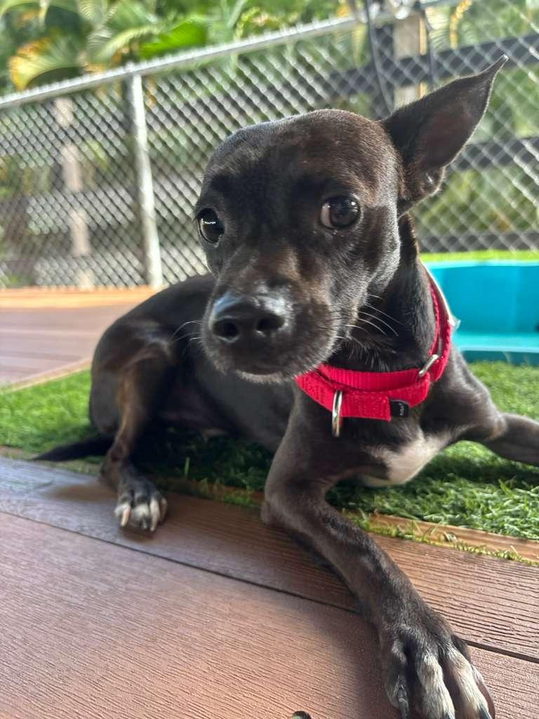 Gabriel, a Adoptable mixed breed in Morristown, NJ image 1/4