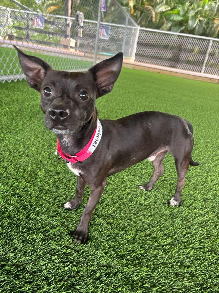 Gabriel, Adoptable, Adult Male Chihuahua.