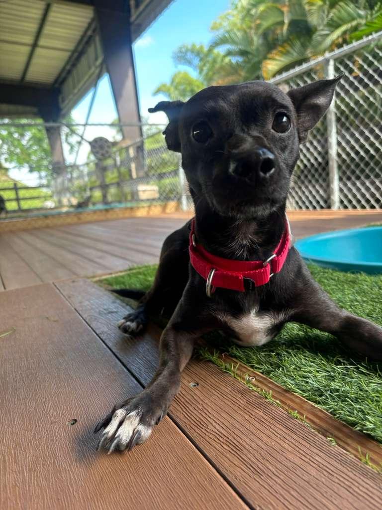 Gabriel, a Adoptable mixed breed in Morristown, NJ image 3/4