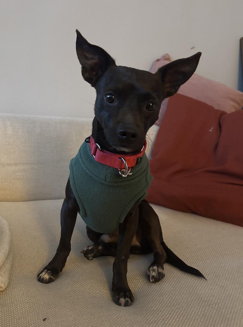 Enlarge Gabriel, a Adoptable mixed breed in Brooklyn, NY image 1/5