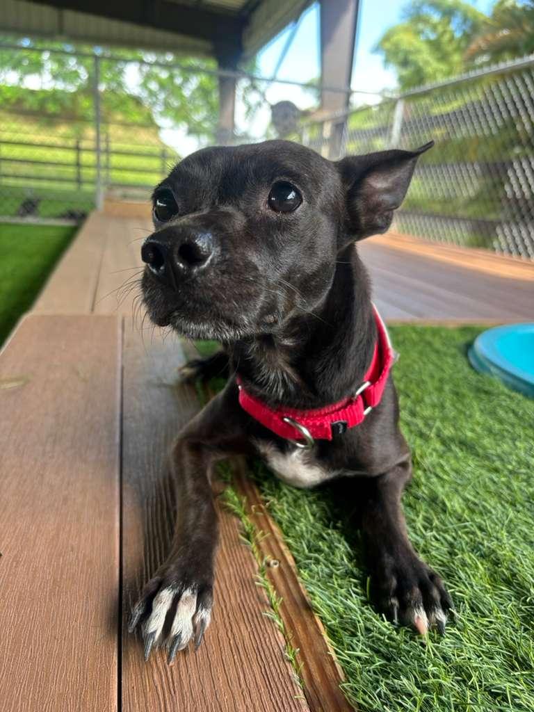 Gabriel, a Adoptable mixed breed in Morristown, NJ image 4/4