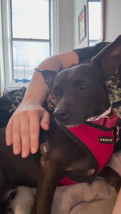 Enlarge Gabriel, a Adoptable mixed breed in Brooklyn, NY video 5/5