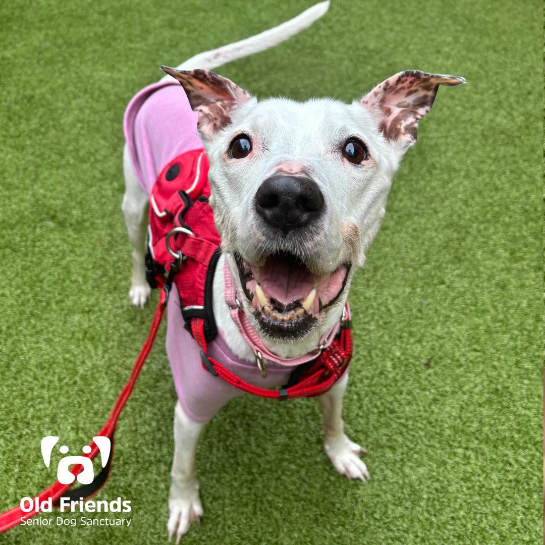 Enlarge Jameson, a Adoptable mixed breed in Mount Juliet, TN image 1/1