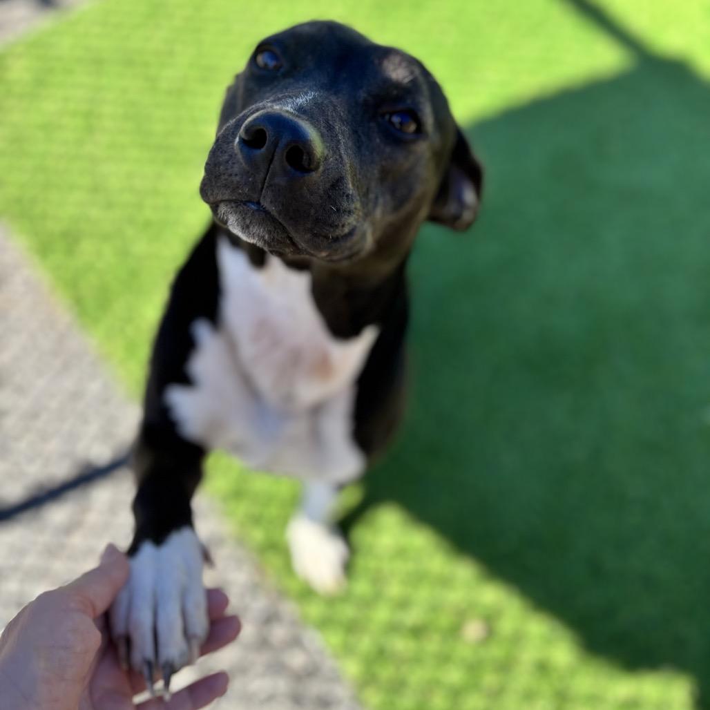 Enlarge Faye, a Adoptable Mixed Breed in Bronson, FL image 1/3