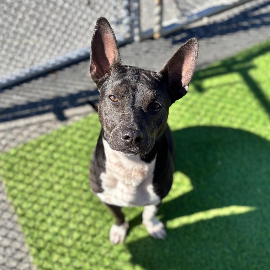 Enlarge Faye, a Adoptable Mixed Breed in Bronson, FL image 2/3