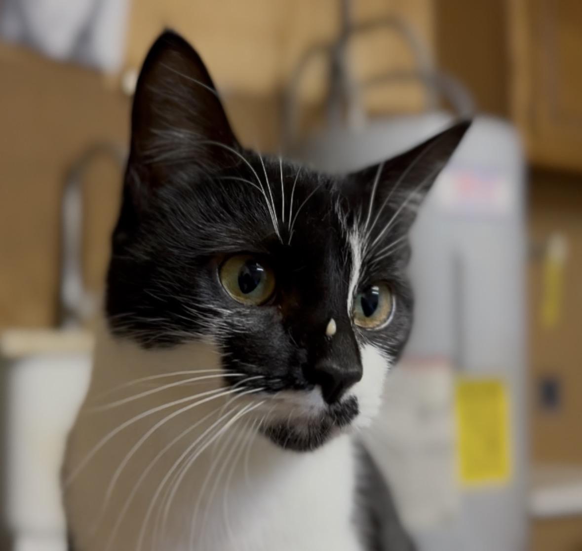 Enlarge Pepper, a Adoptable Domestic Short Hair in Pontotoc, MS image 2/4