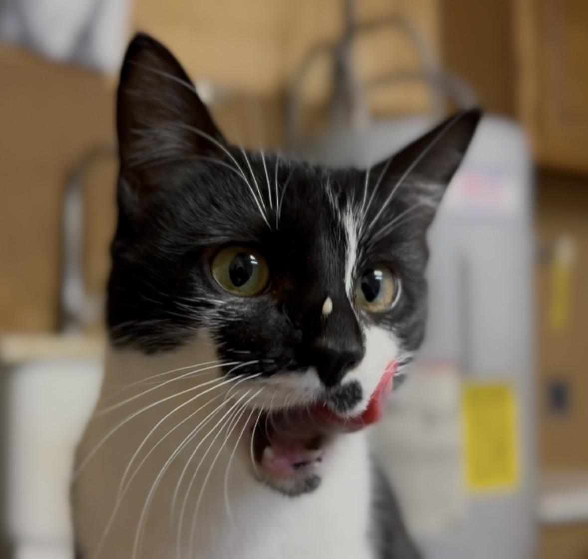 Enlarge Pepper, a Adoptable Domestic Short Hair in Pontotoc, MS image 4/4