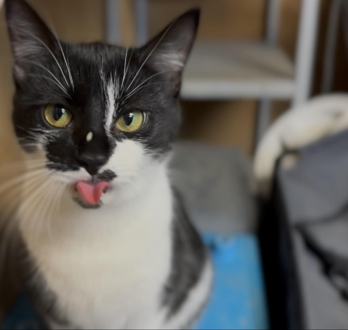 Enlarge Pepper, a Adoptable Domestic Short Hair in Pontotoc, MS image 3/4