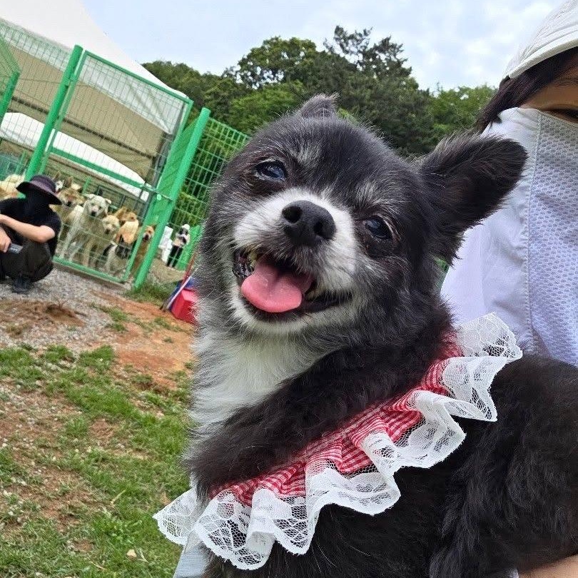 Enlarge Autumn (Gaeul)', a Adoptable mixed breed in Springfield, VA image 1/4