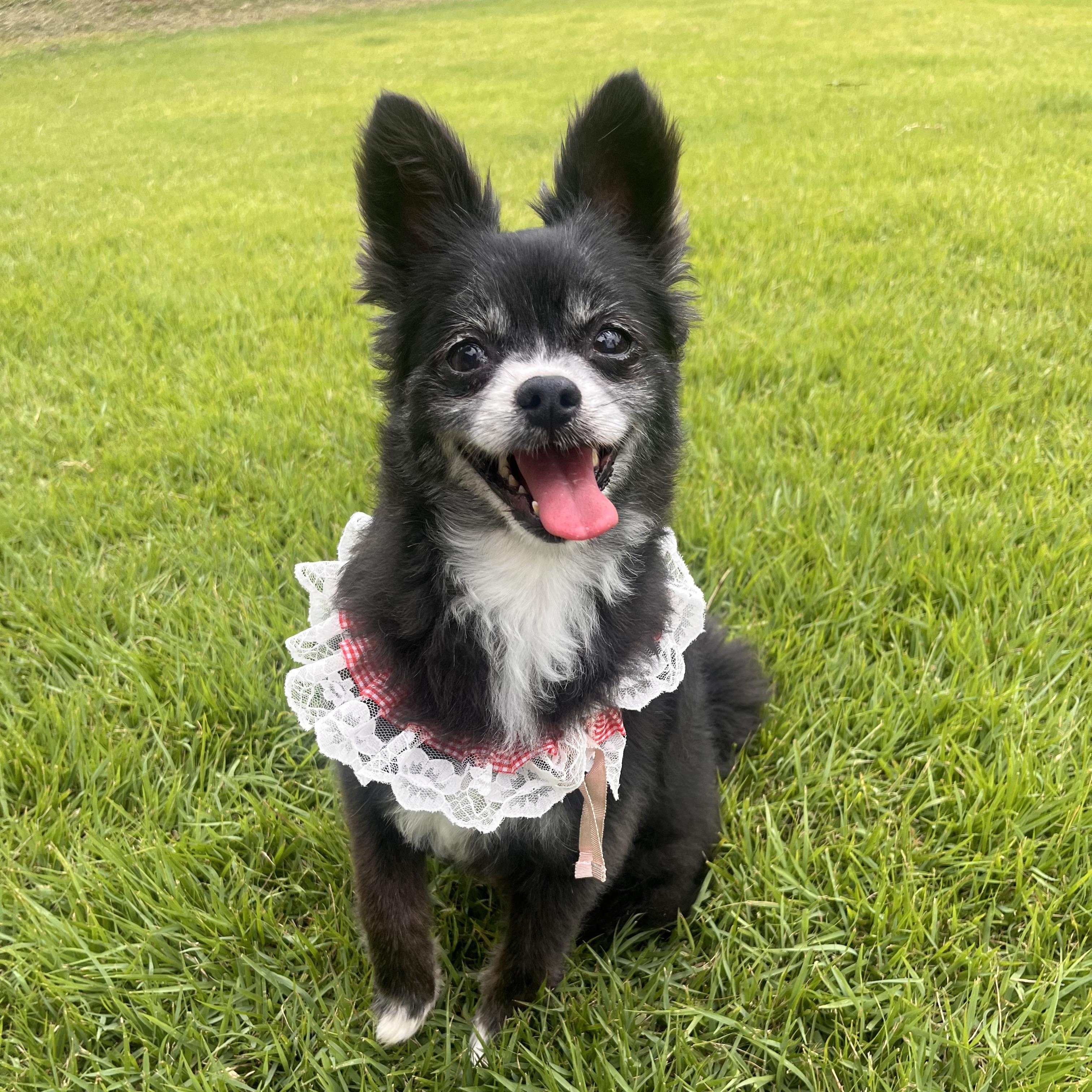 Enlarge Autumn (Gaeul)', a Adoptable mixed breed in Springfield, VA image 2/4