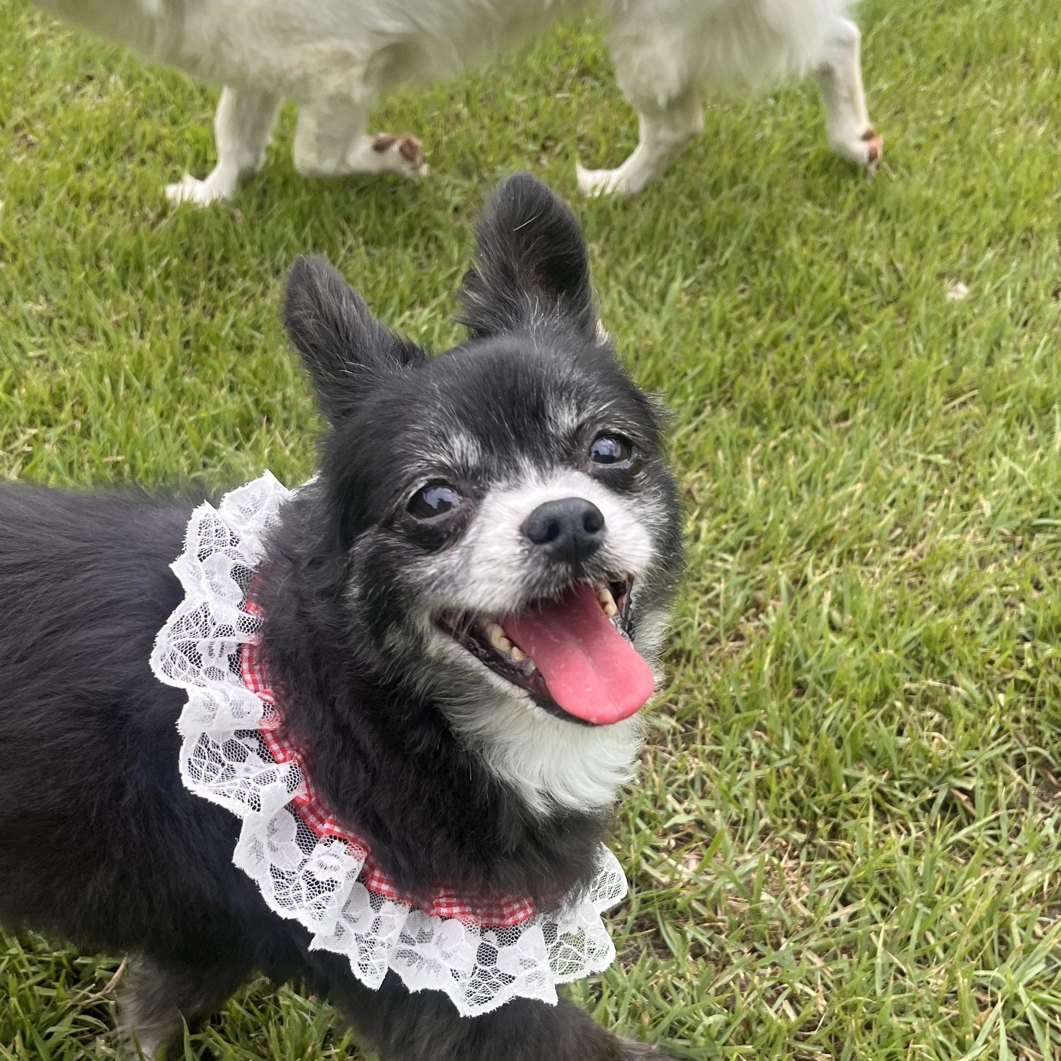 Enlarge Autumn (Gaeul)', a Adoptable mixed breed in Springfield, VA image 3/4