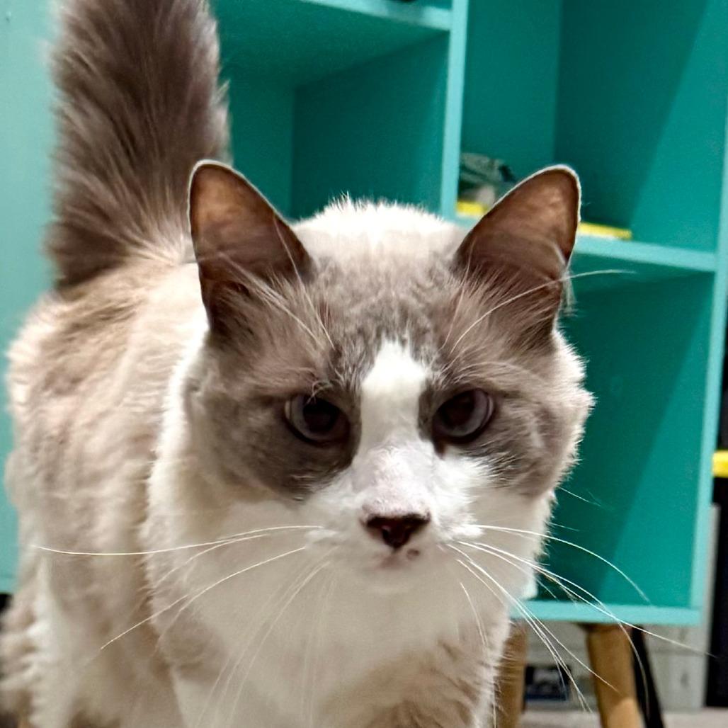 George, Adoptable, Senior Male Himalayan.