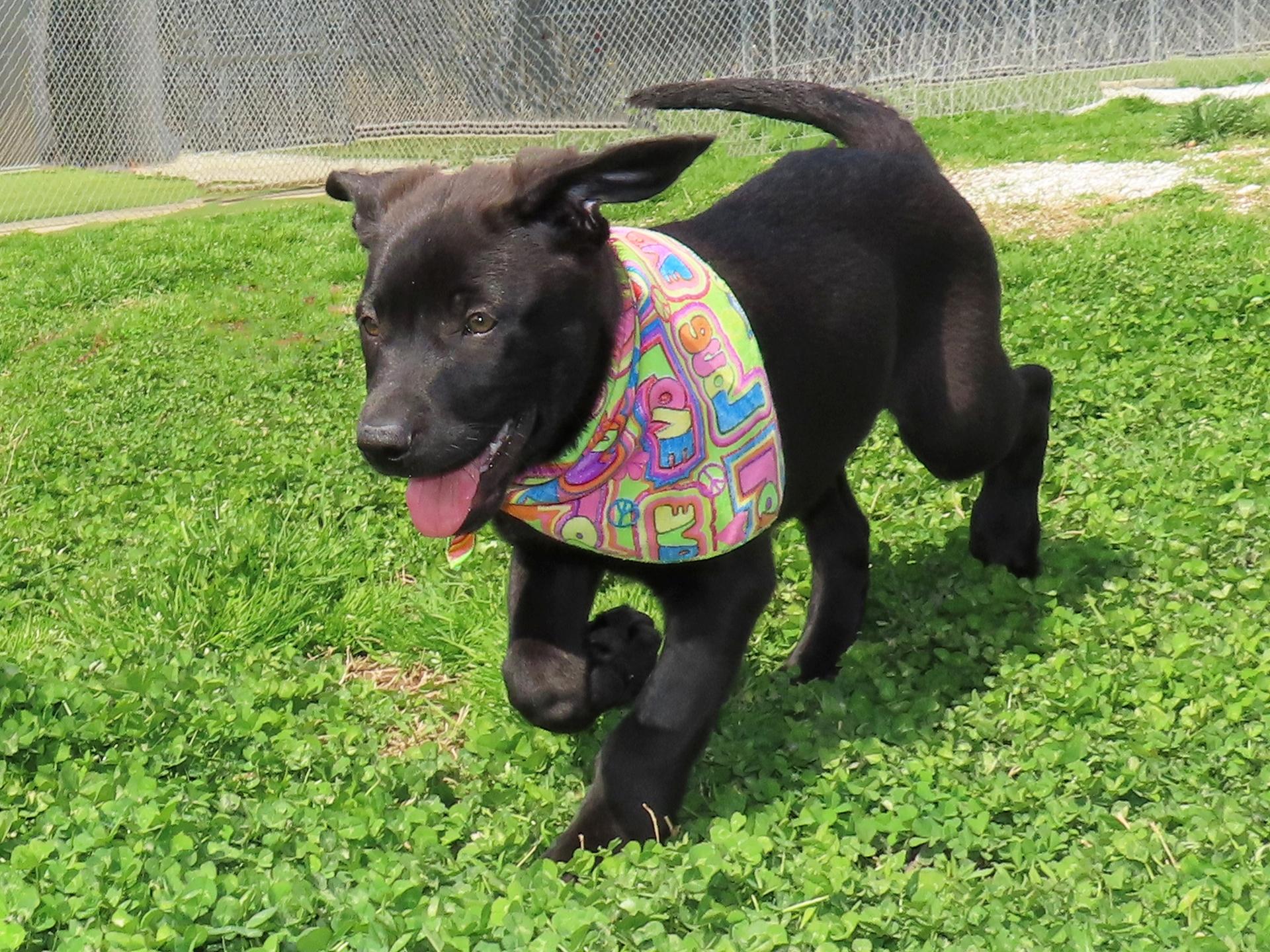 Enlarge Kaboodle  26C-53B, an adopted Black Labrador Retriever in Rogers, AR image 2/5