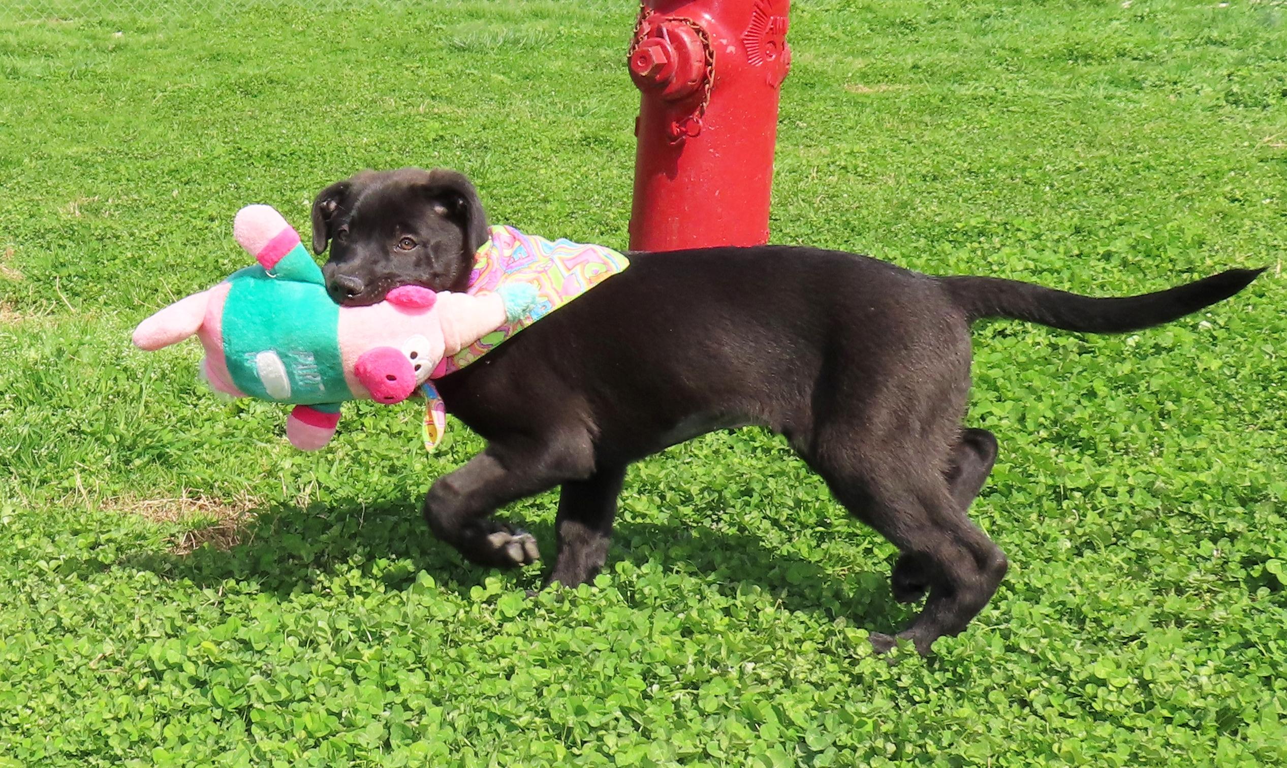 Enlarge Kaboodle  26C-53B, an adopted Black Labrador Retriever in Rogers, AR image 3/5