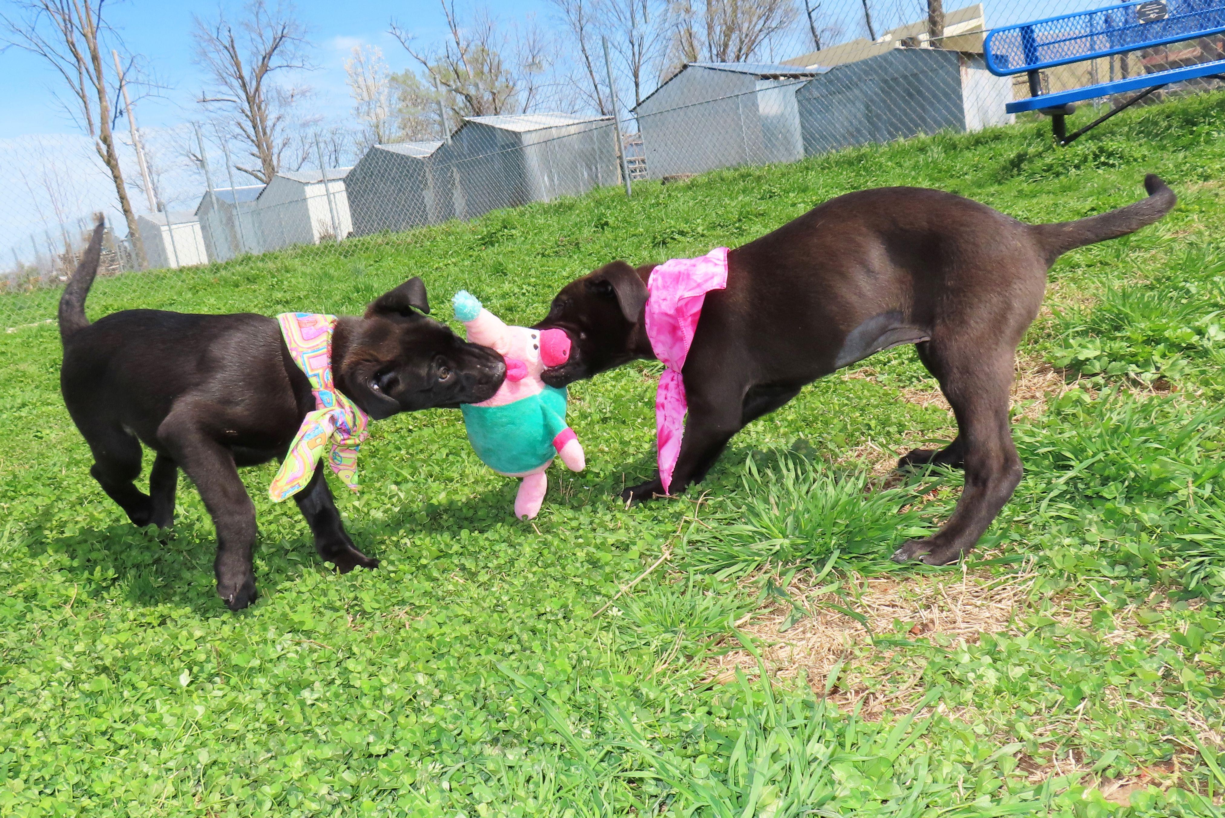 Enlarge Kaboodle  26C-53B, an adopted Black Labrador Retriever in Rogers, AR image 4/5