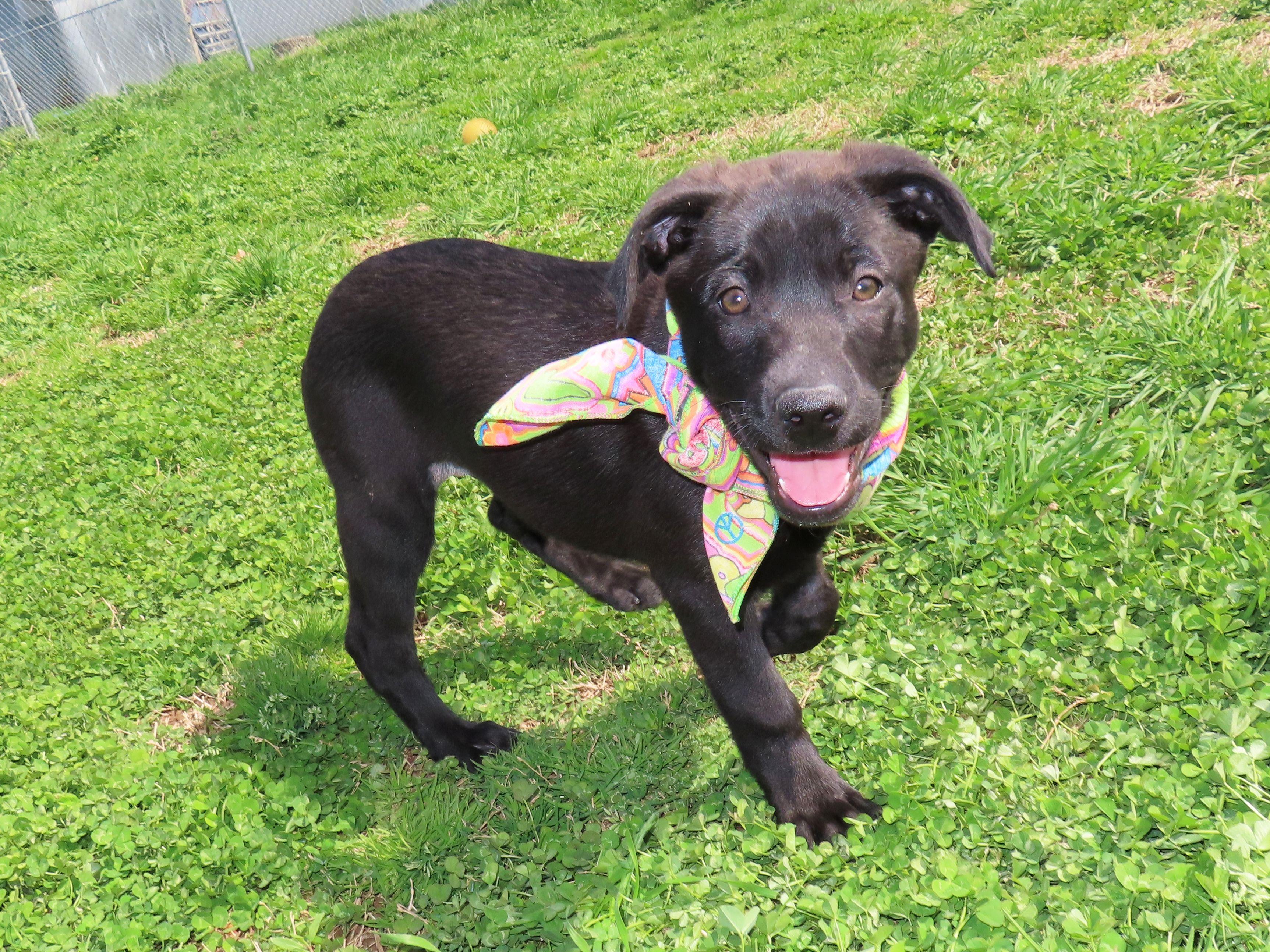 Enlarge Kaboodle  26C-53B, an adopted Black Labrador Retriever in Rogers, AR image 5/5