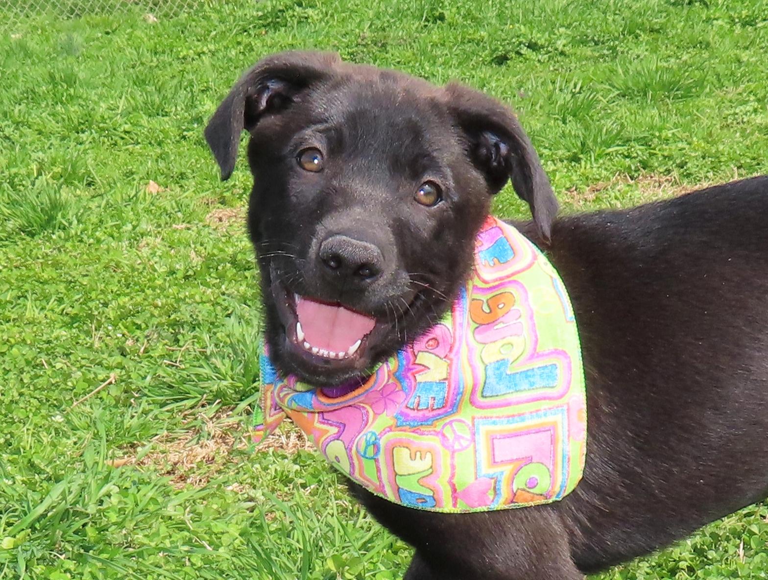 Kaboodle  26C-53B, adopted, Puppy Female Black Labrador Retriever.