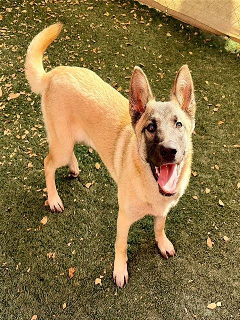 HEIDI, Adoptable, Young Female Belgian Shepherd / Malinois & Mixed Breed.